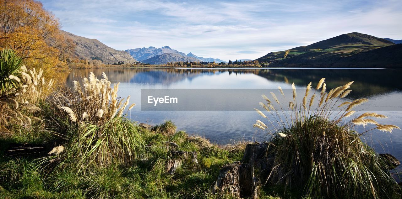 Plants grown on the shore of hayes lake in new zealand