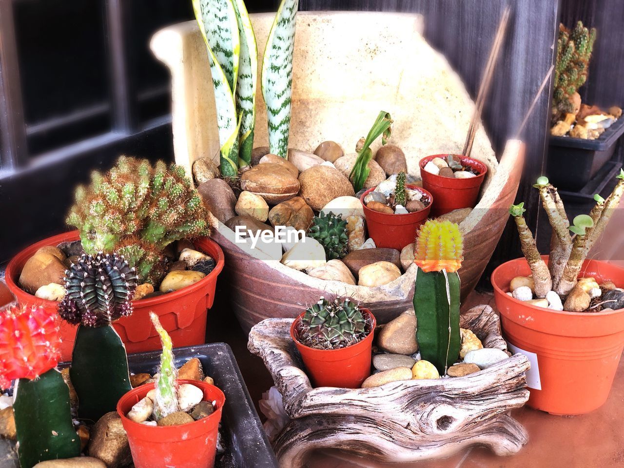 Garden of cactuses