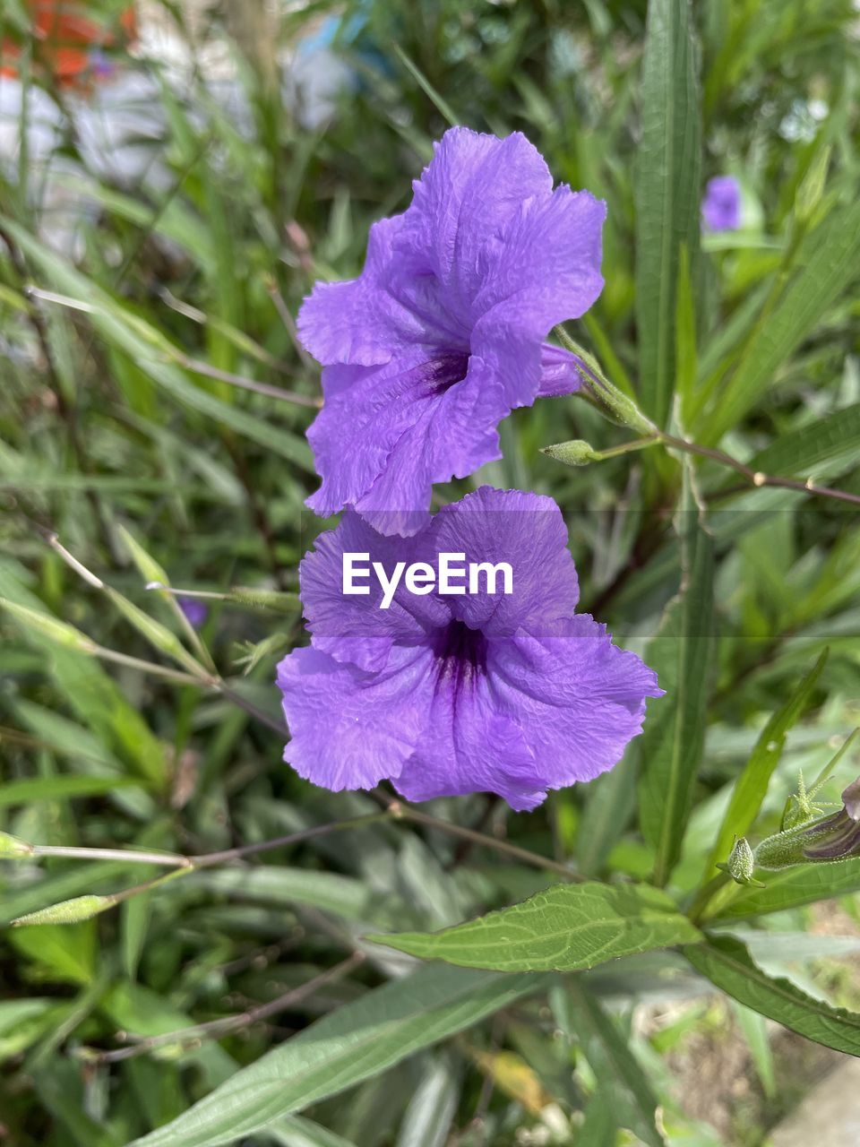 plant, flowering plant, flower, beauty in nature, freshness, growth, fragility, purple, petal, close-up, inflorescence, flower head, nature, no people, wildflower, plant part, leaf, focus on foreground, botany, day, green, outdoors, blossom, springtime