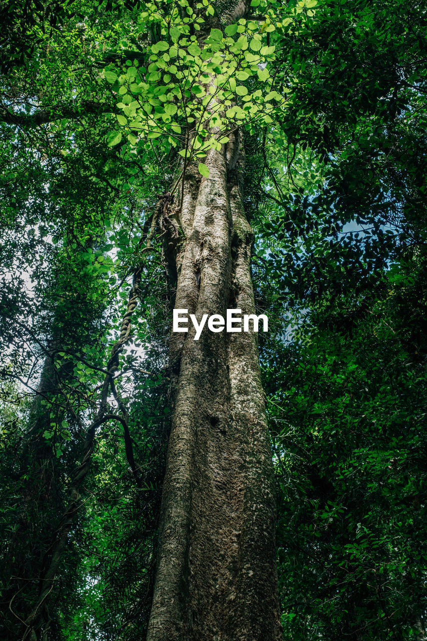 LOW ANGLE VIEW OF TREE TRUNK