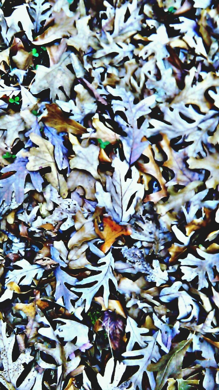 CLOSE-UP OF AUTUMN LEAVES