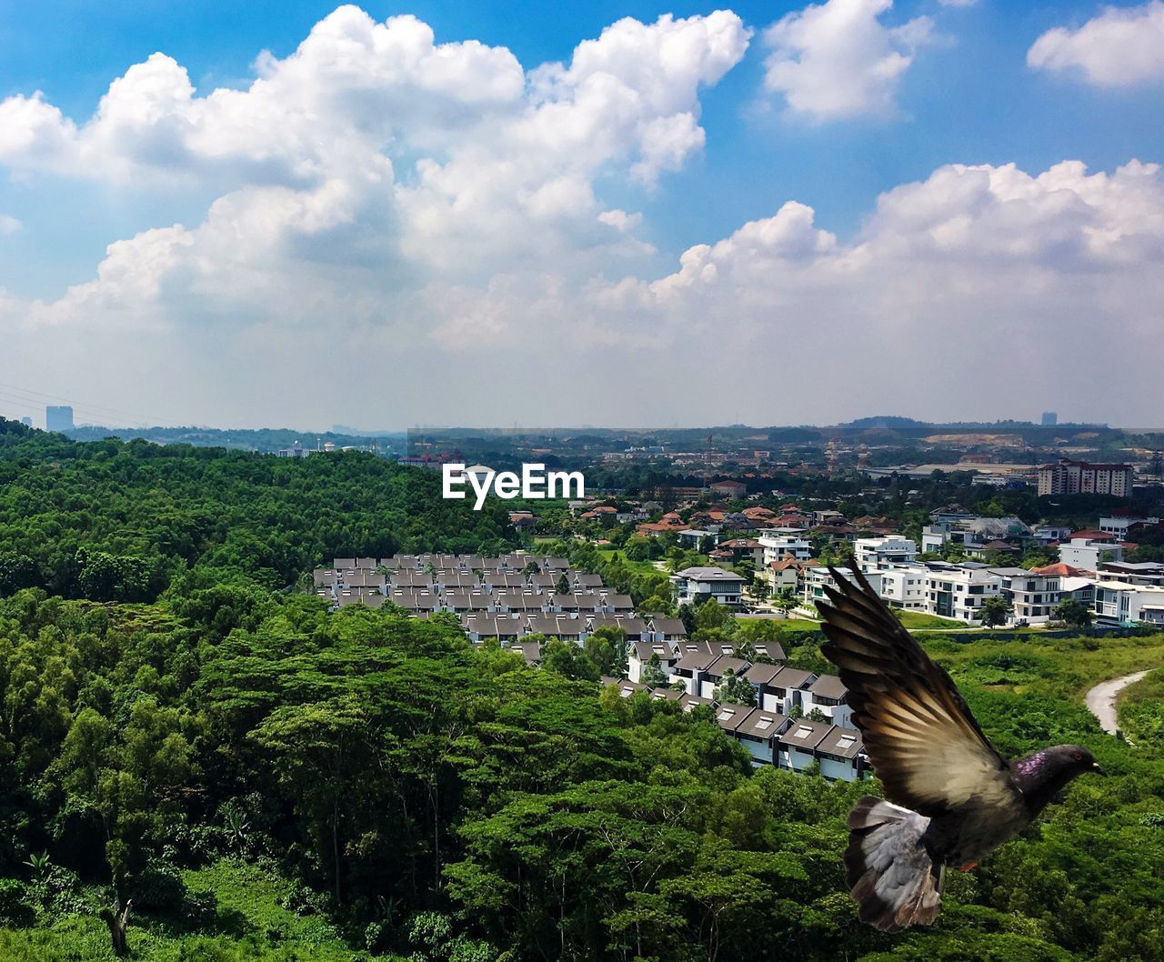 HIGH ANGLE VIEW OF BIRD FLYING AGAINST SKY