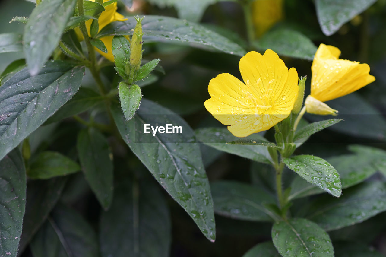 CLOSE-UP OF WET YELLOW ROSE PLANT