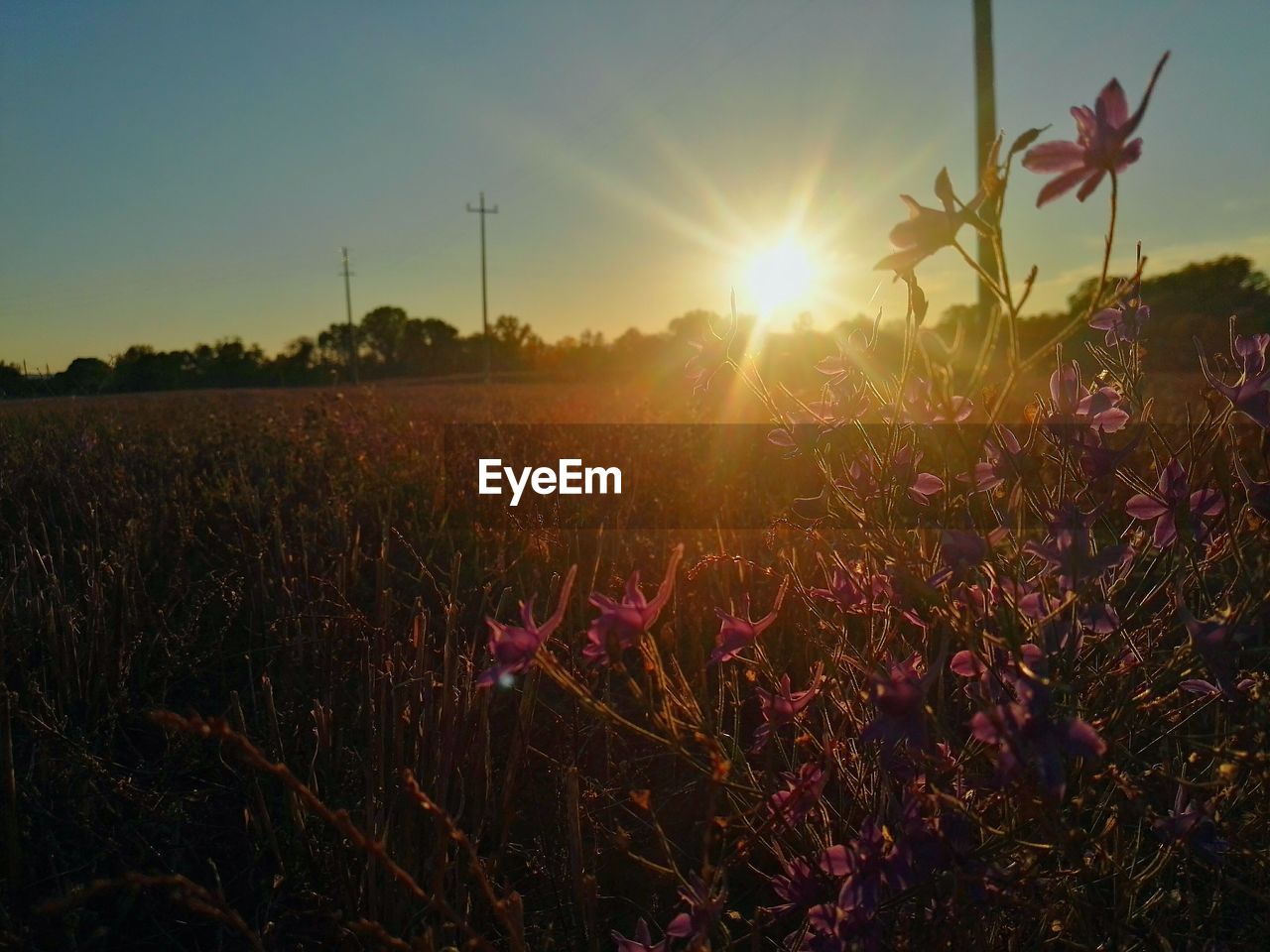 Scenic view of flowering plants on field against sky during sunset