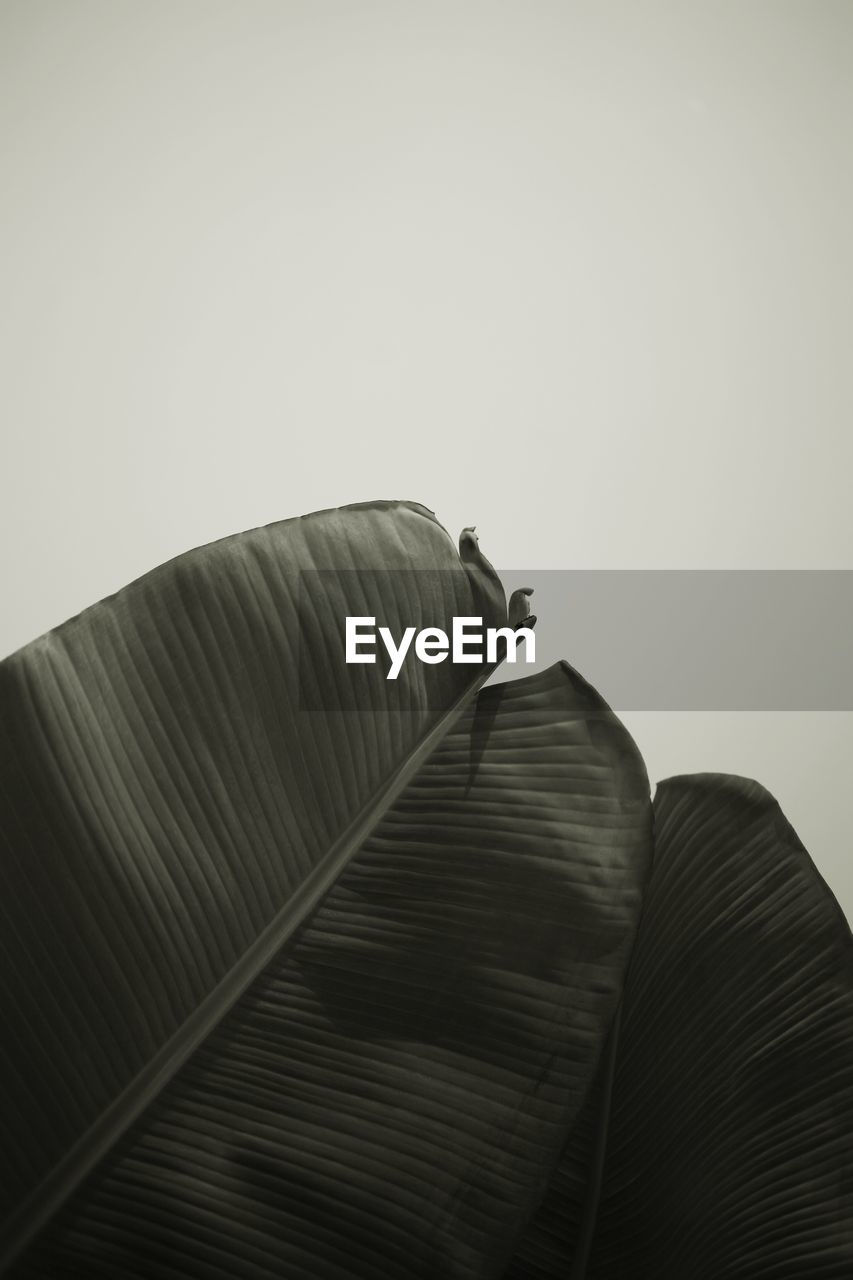 Low angle view of banana leaf against white background