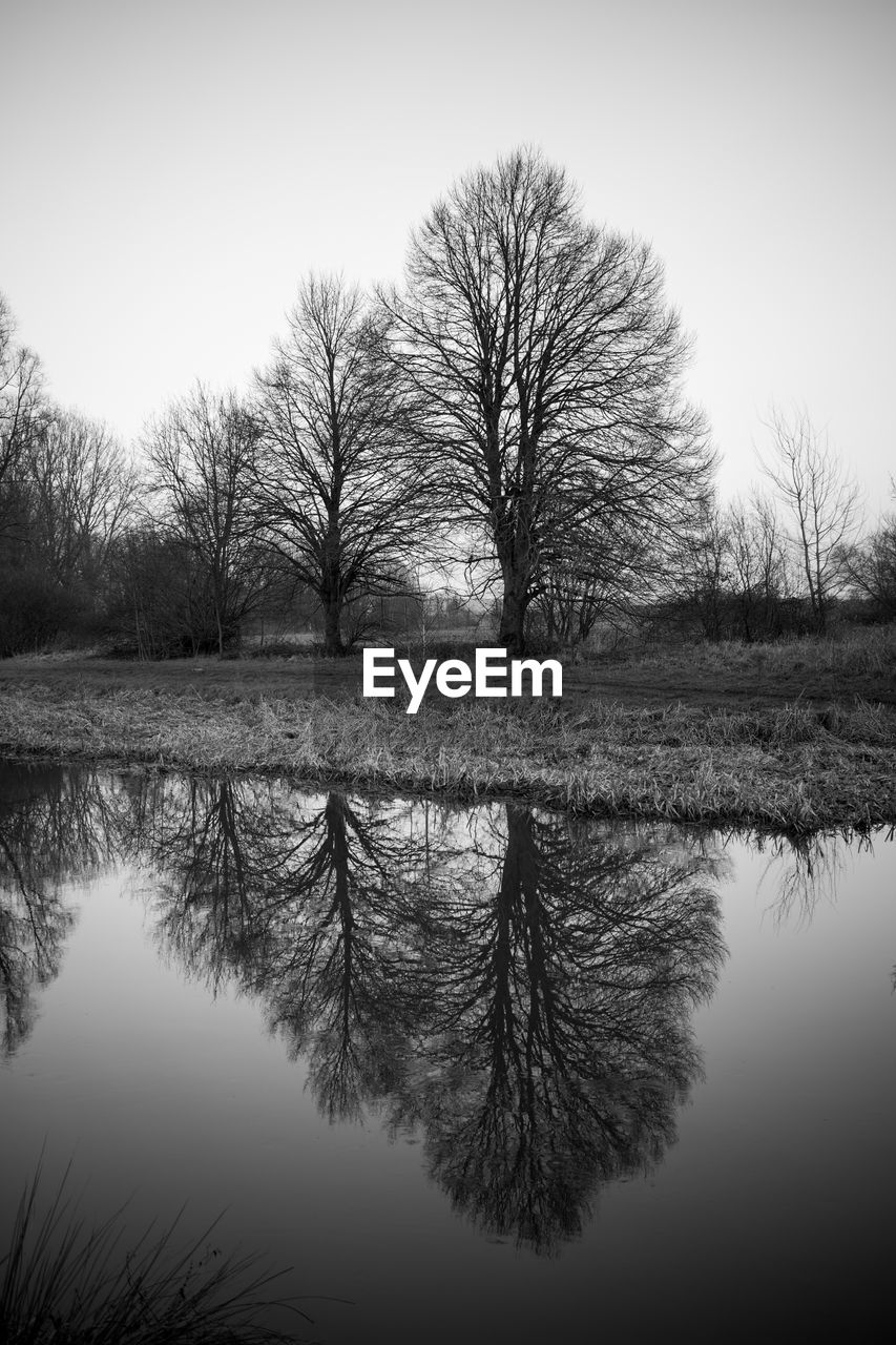 REFLECTION OF BARE TREES IN LAKE