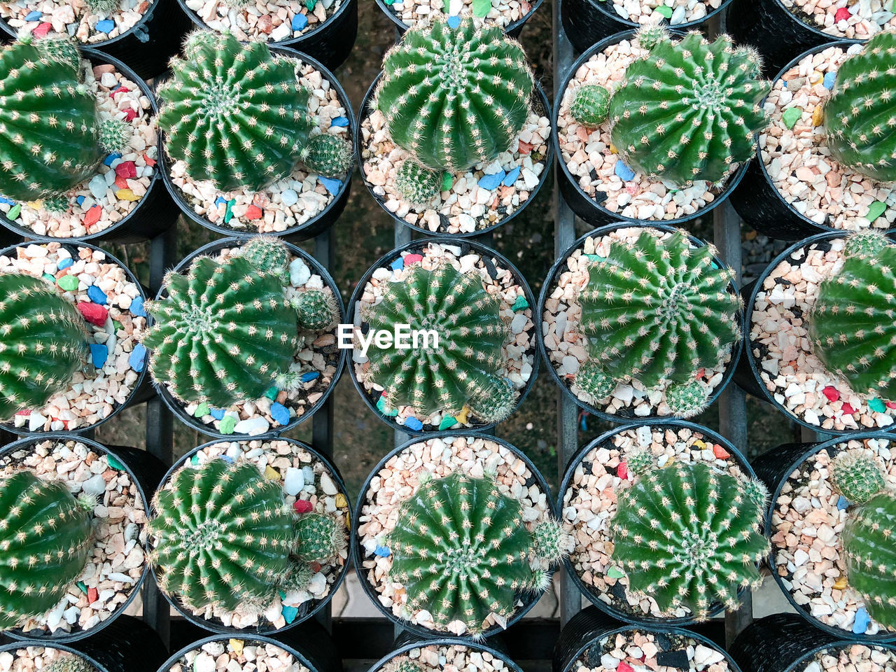 FULL FRAME SHOT OF CACTUS PLANT