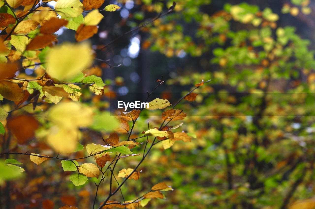 CLOSE-UP OF FRESH GREEN TREE