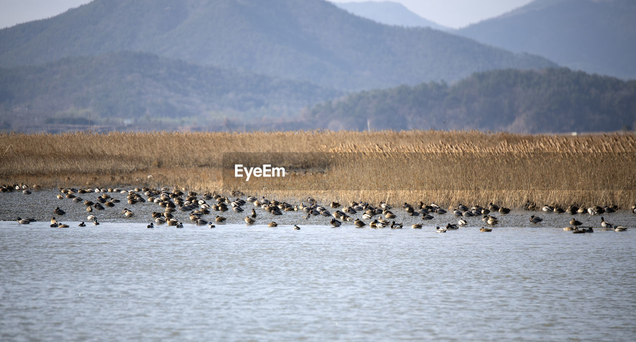 Flock of birds in a lake