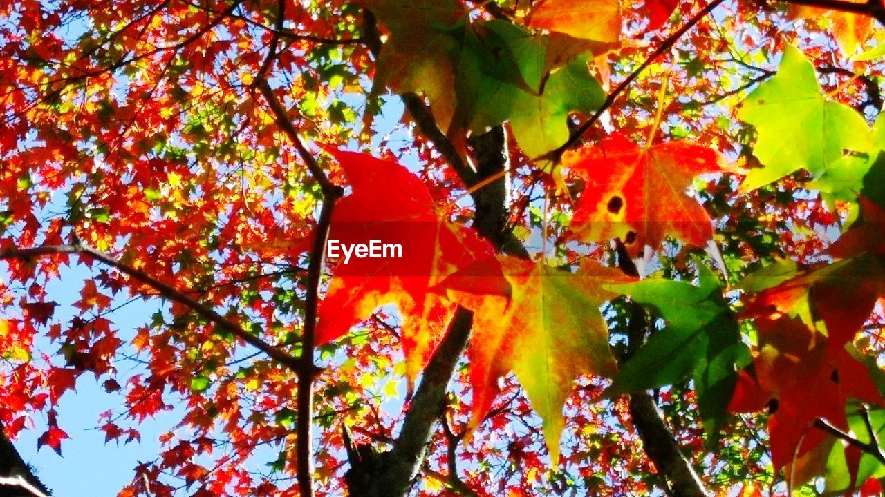 LOW ANGLE VIEW OF MAPLE TREE LEAVES