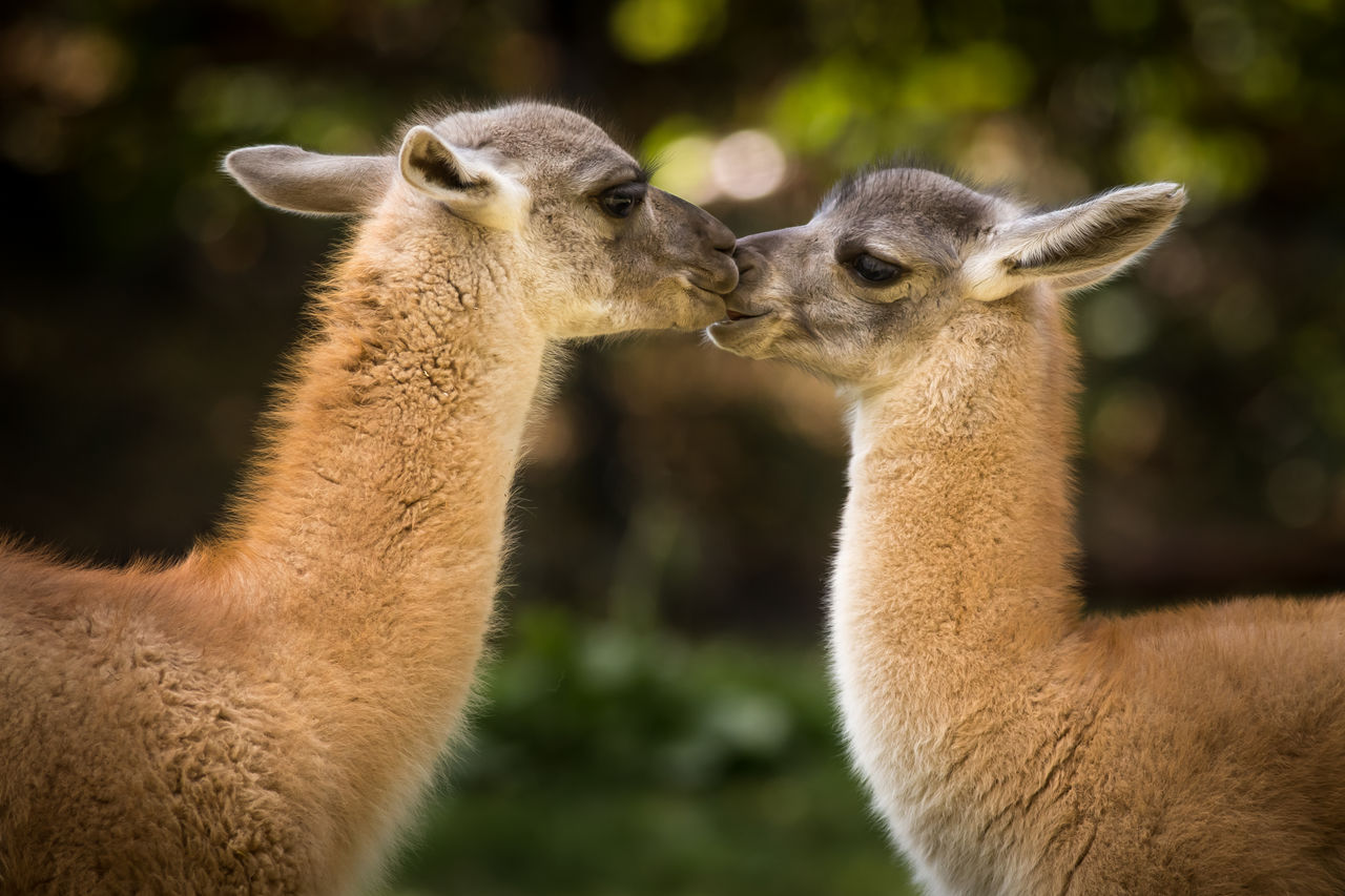 Llamas standing on field