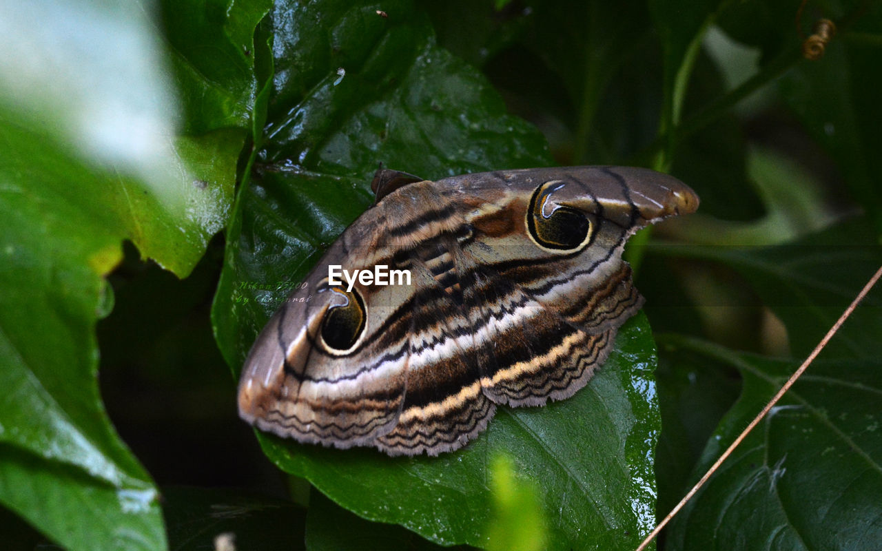 CLOSE-UP OF BUTTERFLY