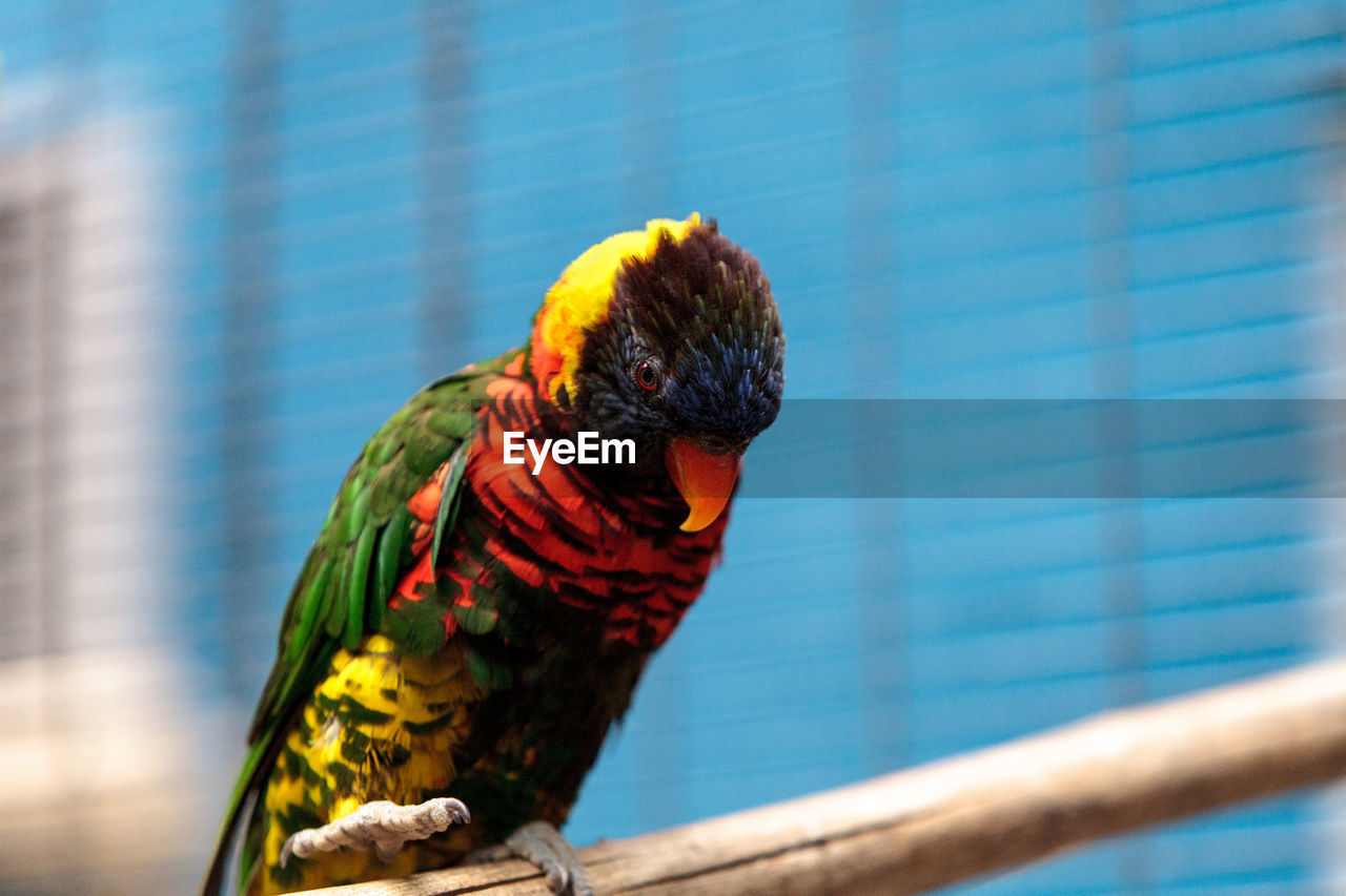 Close-up of rainbow lorikeet on branch