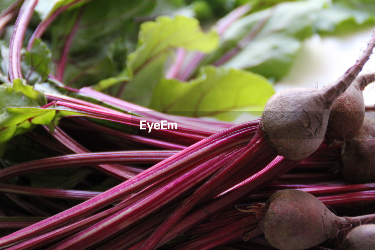 Close-up of pink flowering plant, beetroot