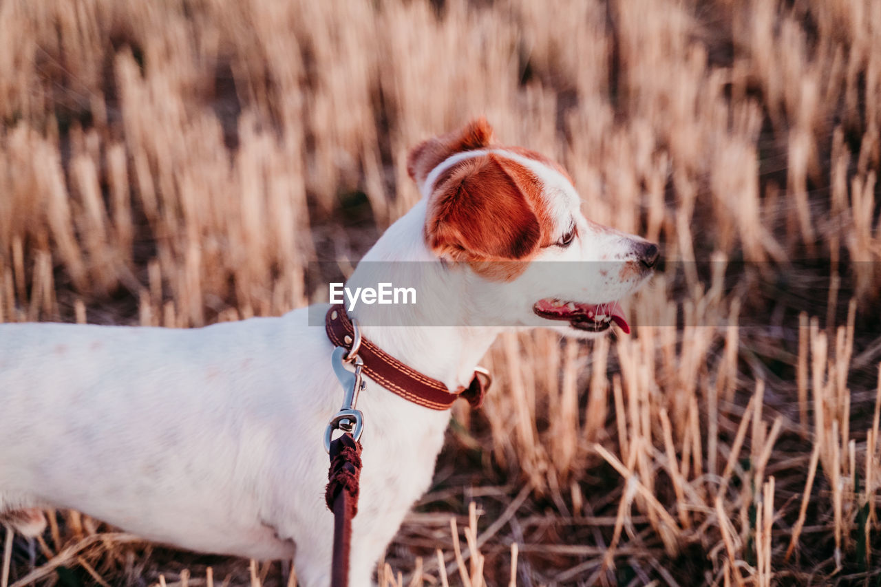 High angle view of dog on land