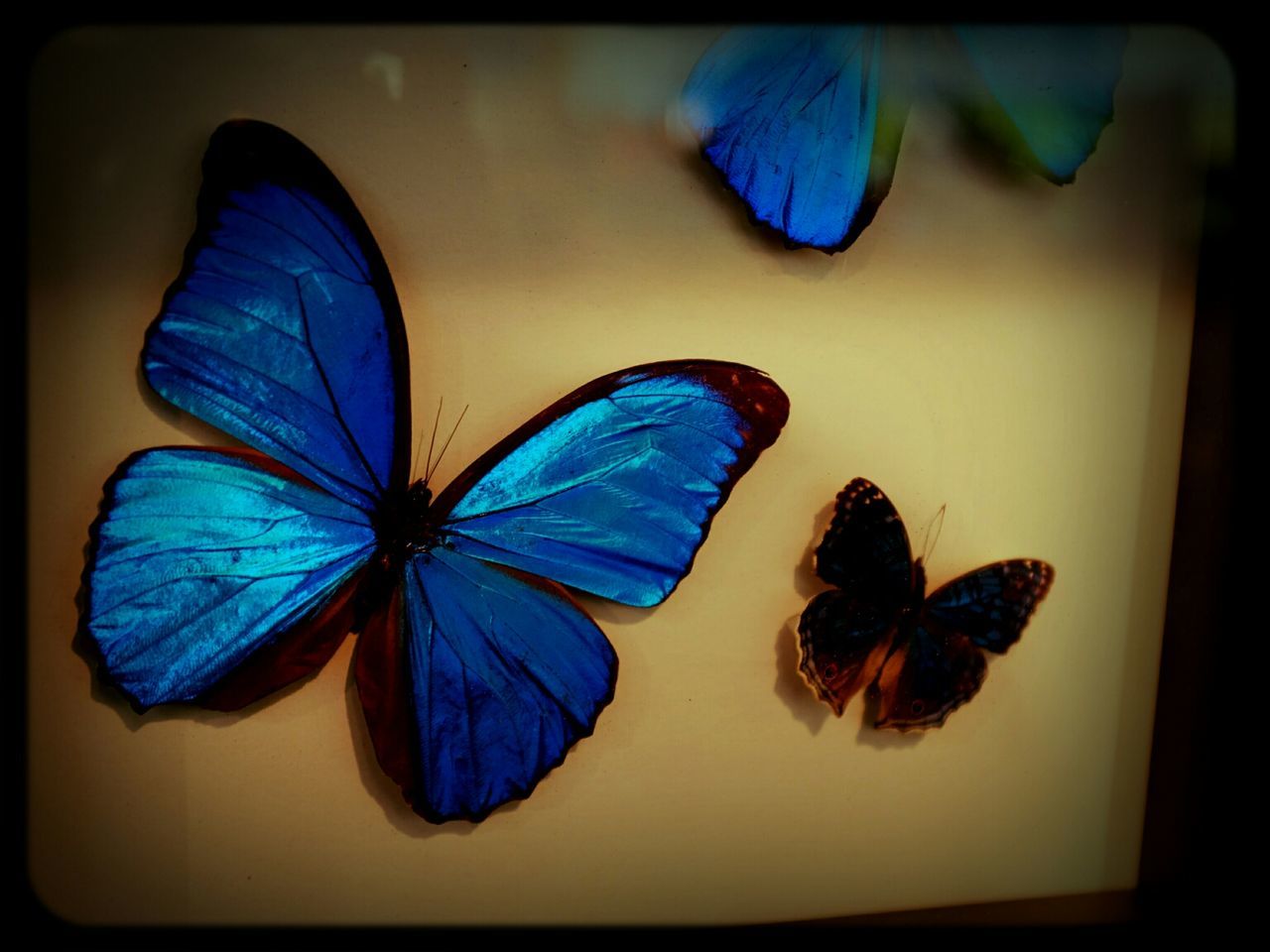 Blue morpho butterflies on wall