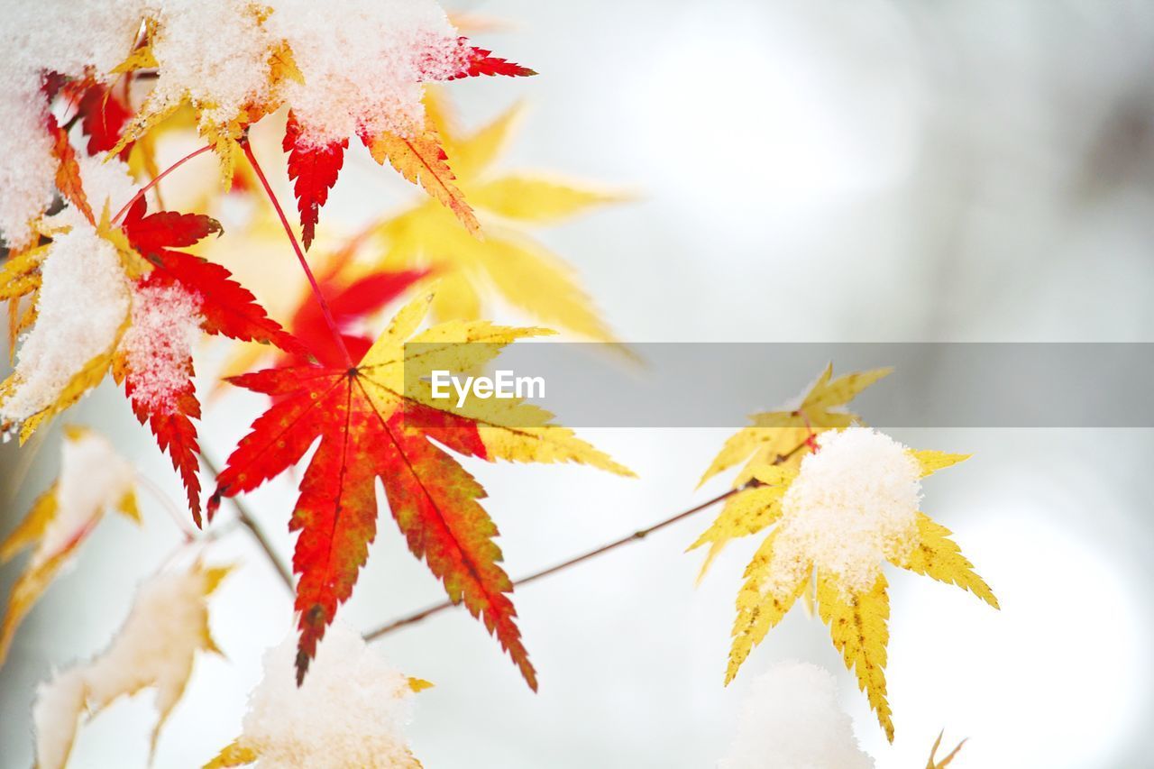 Close-up of maple leaves on branch