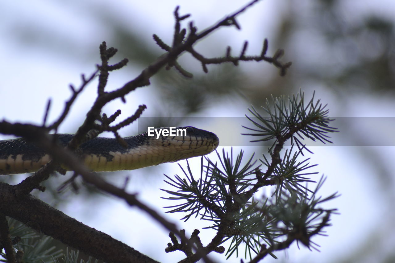 Close-up of snake on tree against sky