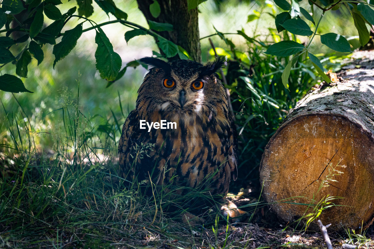 PORTRAIT OF OWL IN FOREST