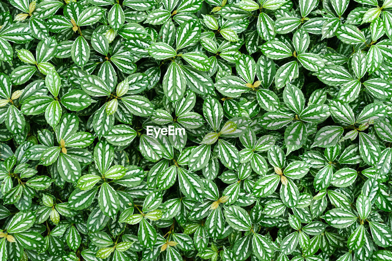 FULL FRAME SHOT OF FRESH GREEN PLANTS