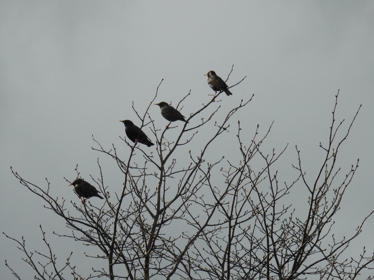 LOW ANGLE VIEW OF BIRDS FLYING OVER TREE AGAINST SKY