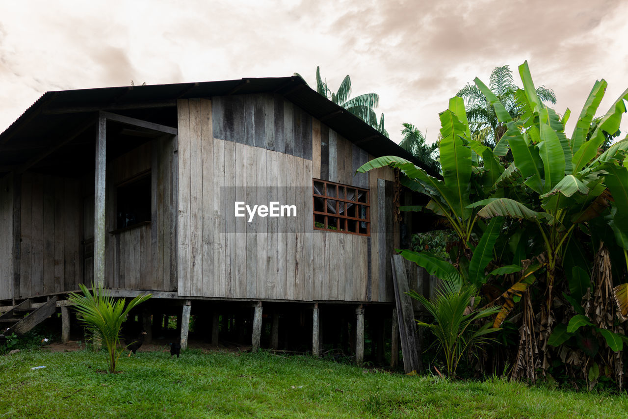 House on field in jungle