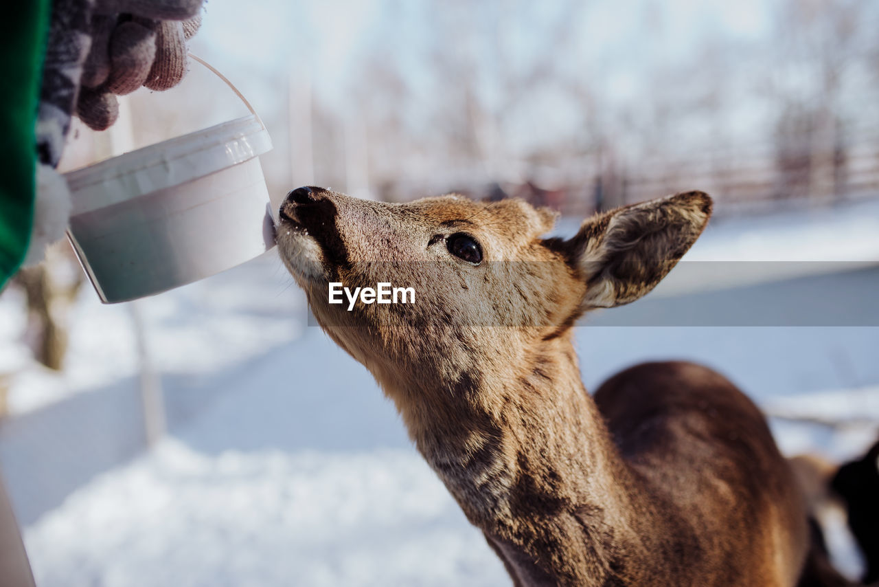 Feeding the deer winter