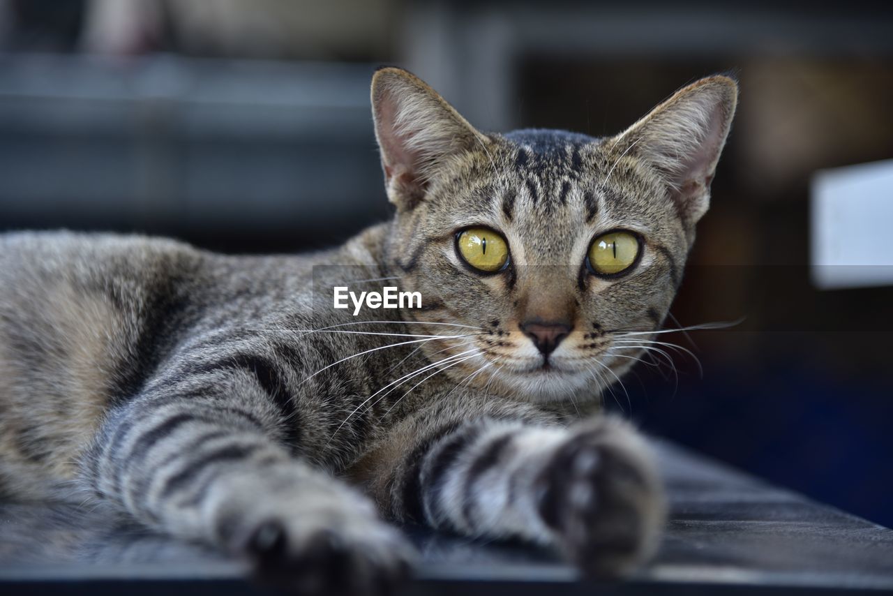 CLOSE-UP PORTRAIT OF CAT