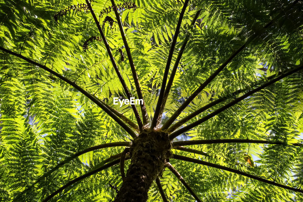 LOW ANGLE VIEW OF BAMBOO TREE