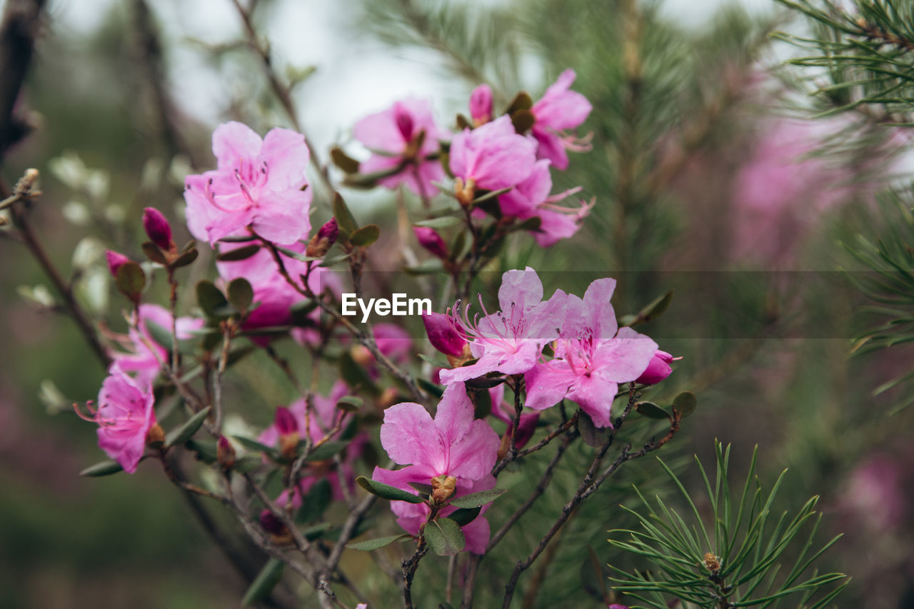 Close-up of pink flowering plant