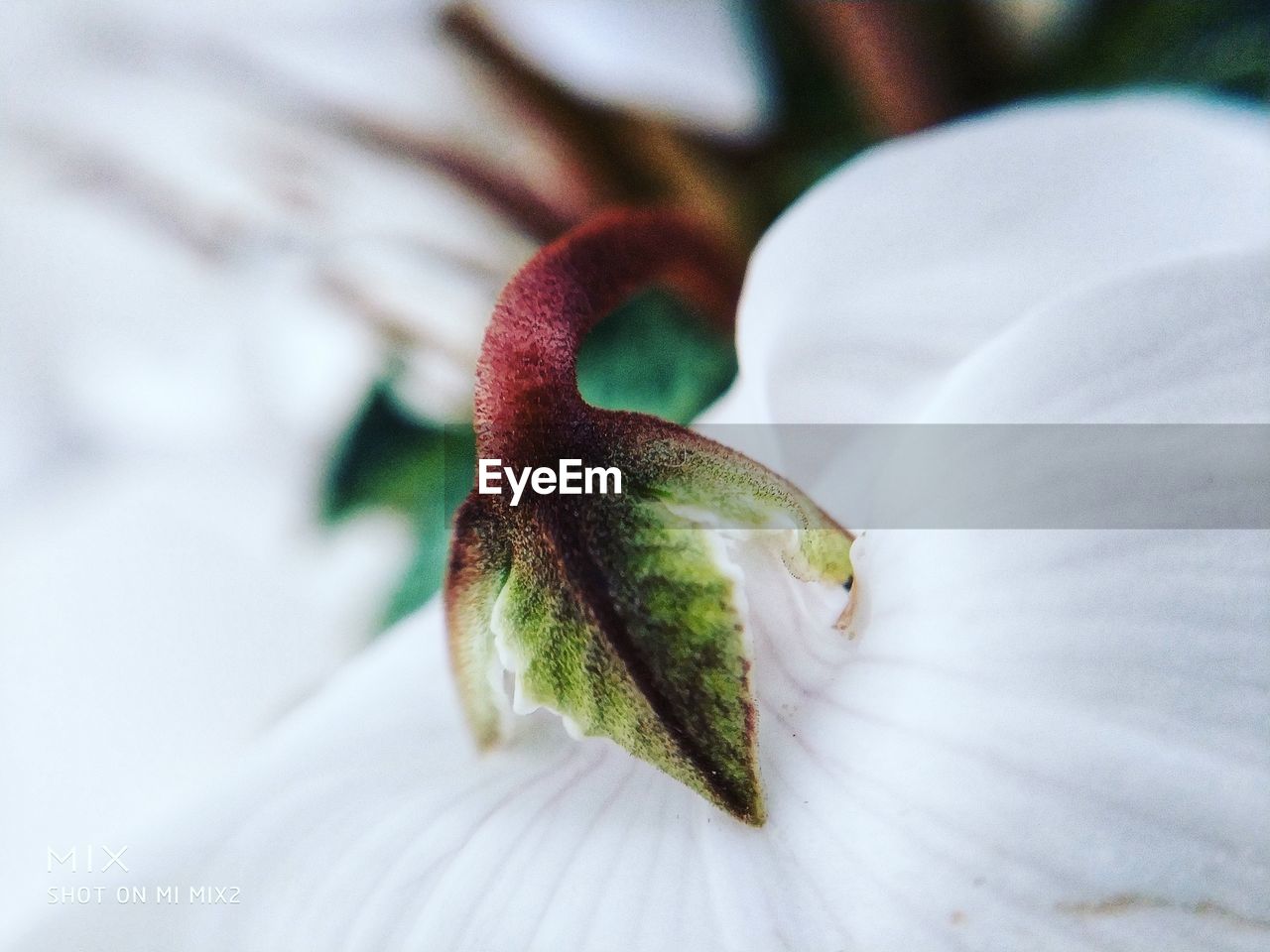 Full frame shot of white flower