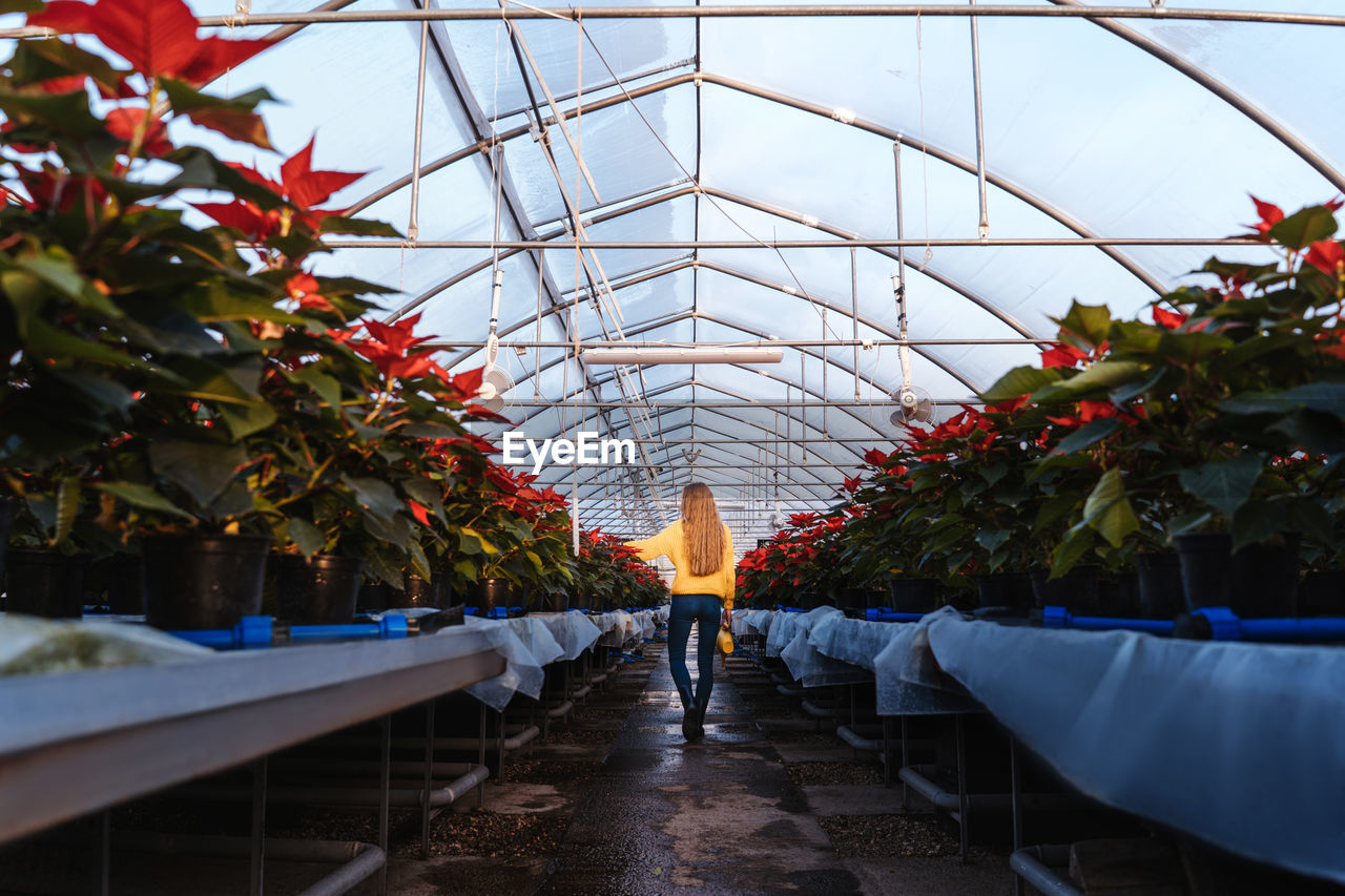 Rear view of woman walking amidst plants in greenhouse