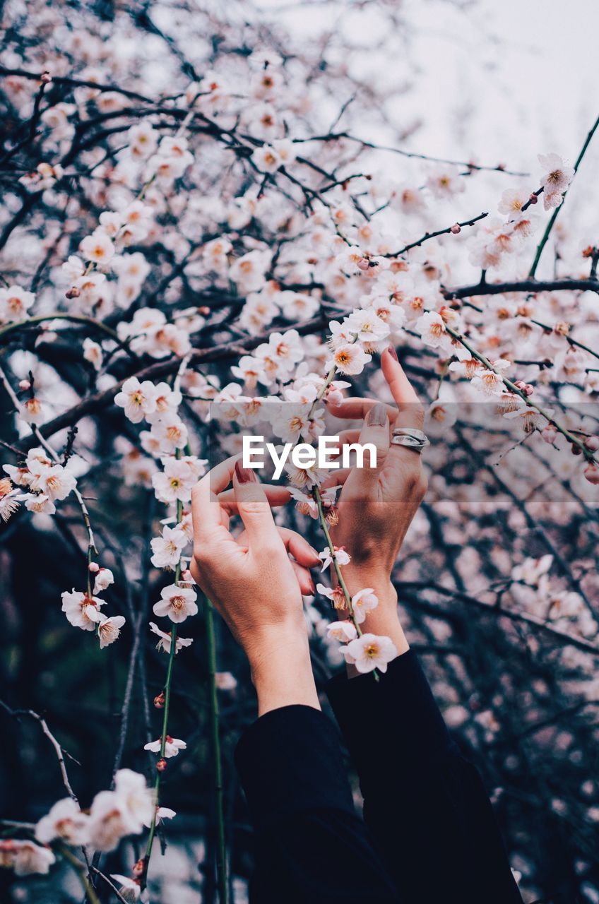 Cropped hands of woman touching cherry blossoms on tree