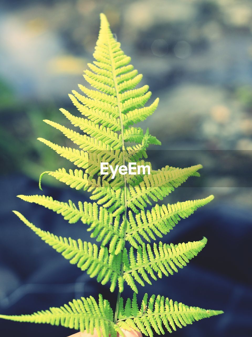 plant, leaf, plant part, nature, green, beauty in nature, growth, ferns and horsetails, close-up, no people, focus on foreground, coniferous tree, tree, fern, pinaceae, flower, outdoors, plant stem, day, pine tree, branch, environment, land, freshness, tranquility, macro photography, fir, spruce, forest, sunlight