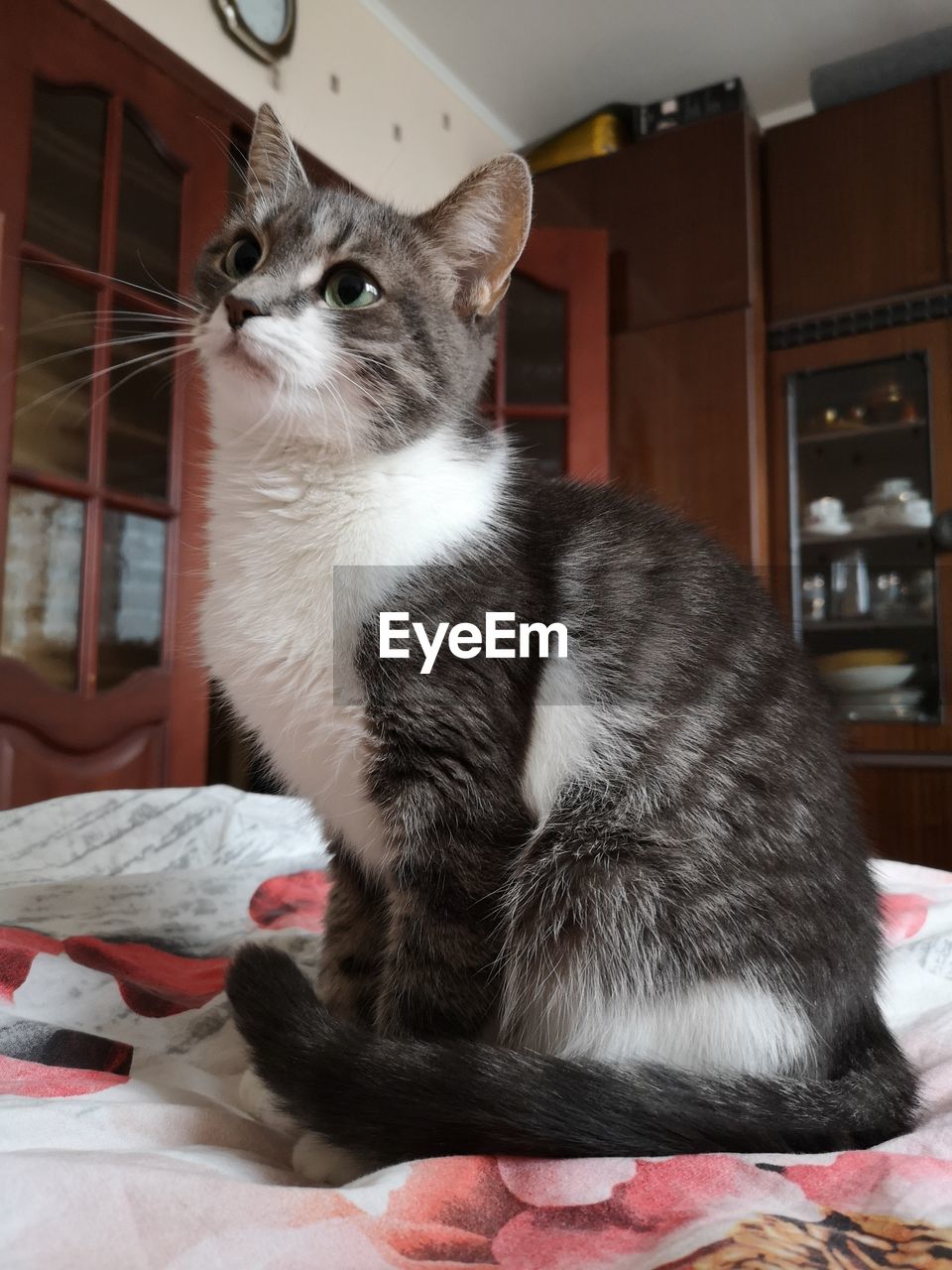 Cat looking away while sitting on bed at home