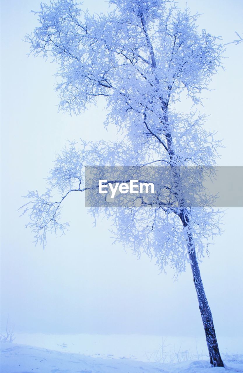 Frozen tree against clear sky during winter