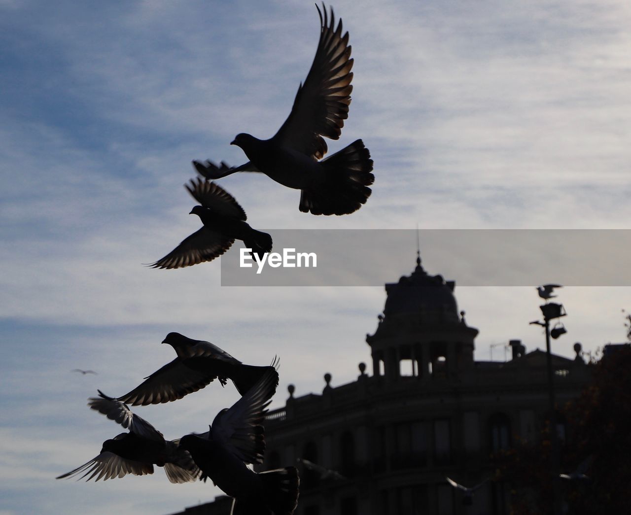 LOW ANGLE VIEW OF A BIRD FLYING AGAINST SKY