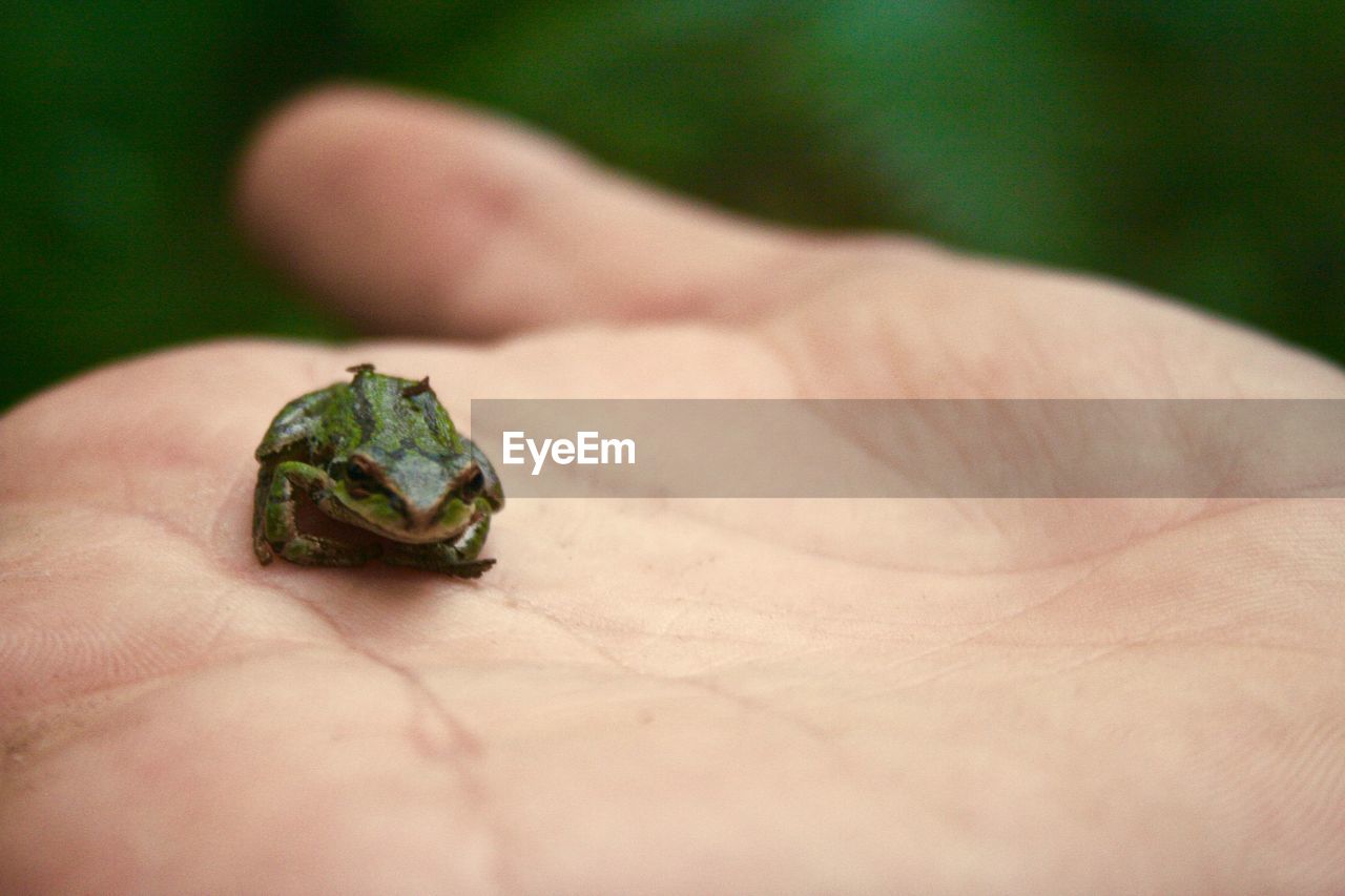 Close-up of hand holding tiny frog