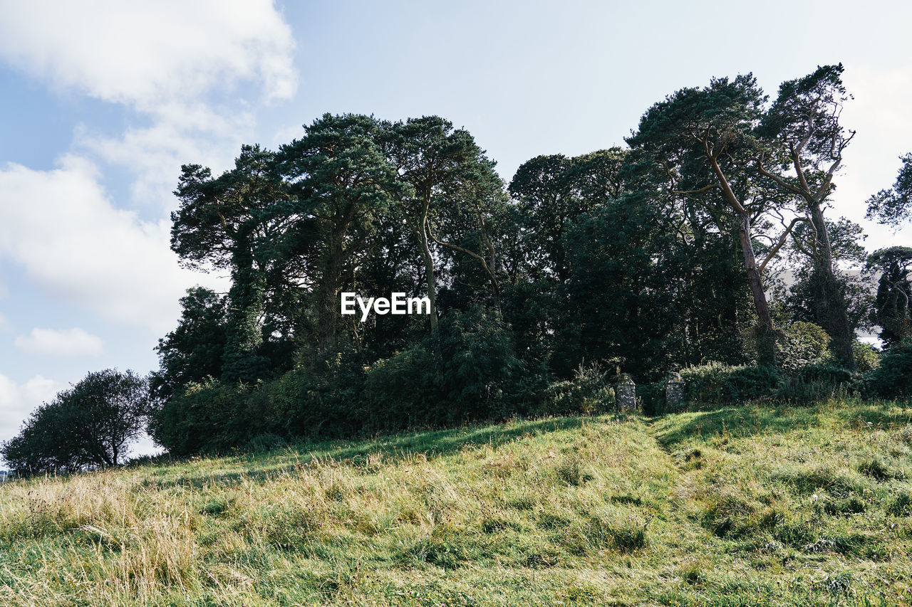 TREES GROWING IN FIELD AGAINST SKY