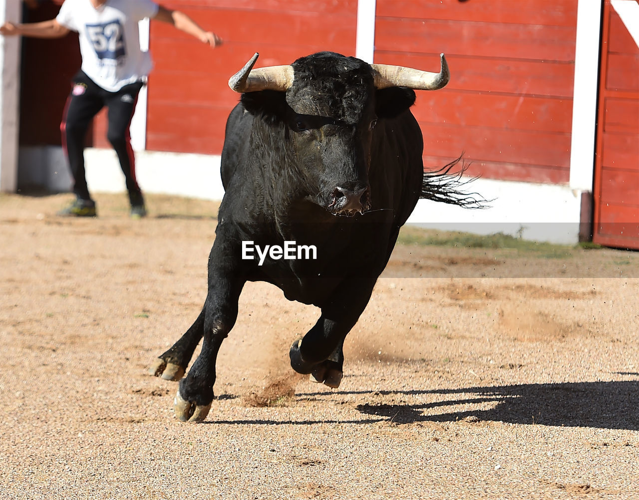 FULL LENGTH OF COW STANDING ON COBBLESTONE