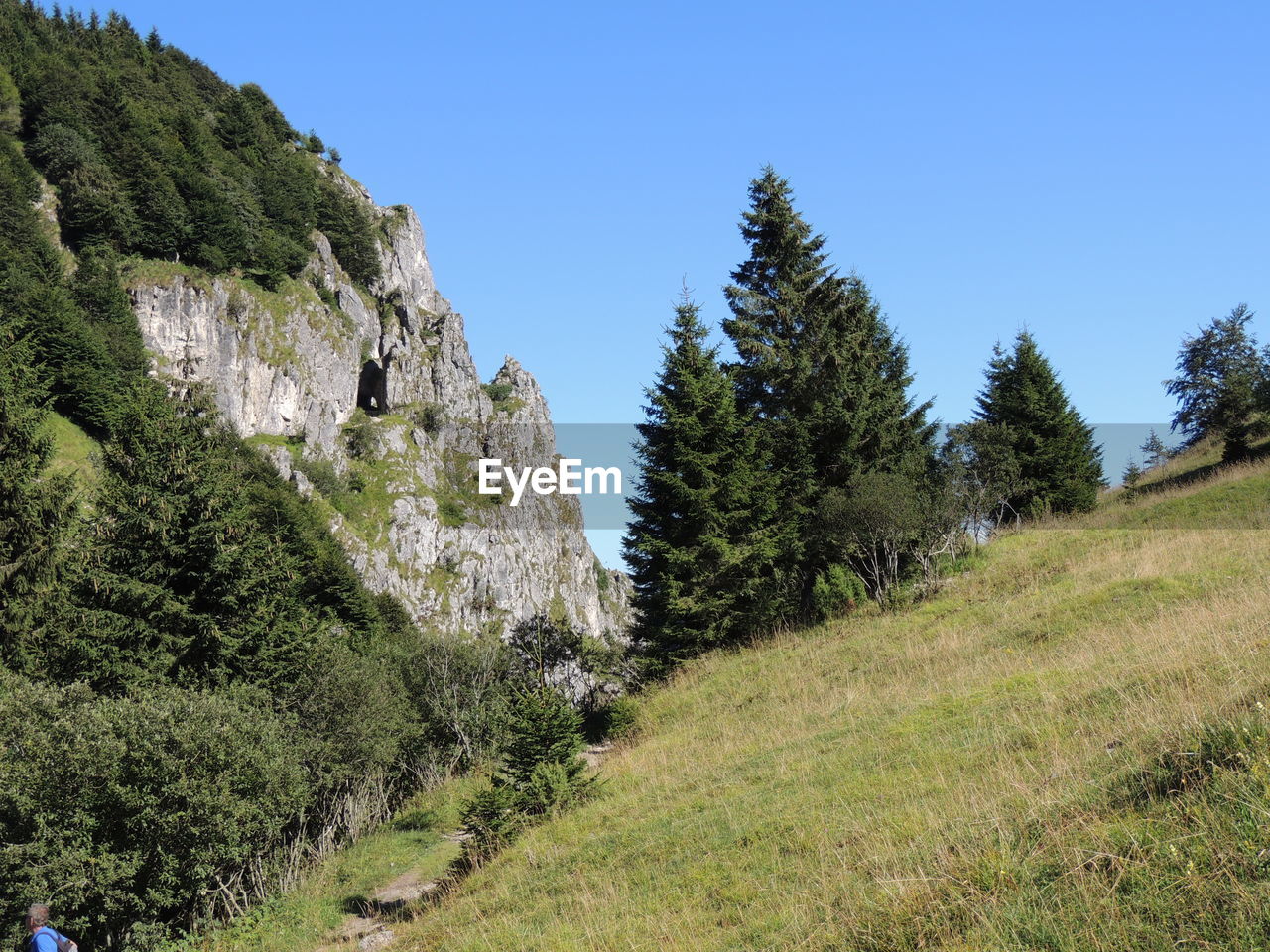 TREES ON LANDSCAPE AGAINST CLEAR SKY