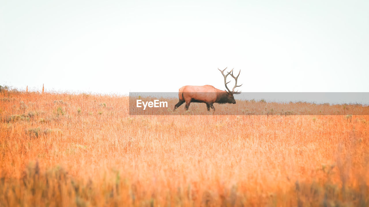 donkey standing on field against sky