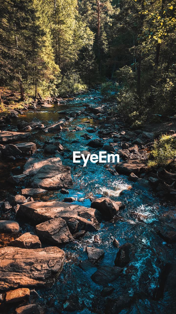 View of river flowing through rocks in forest