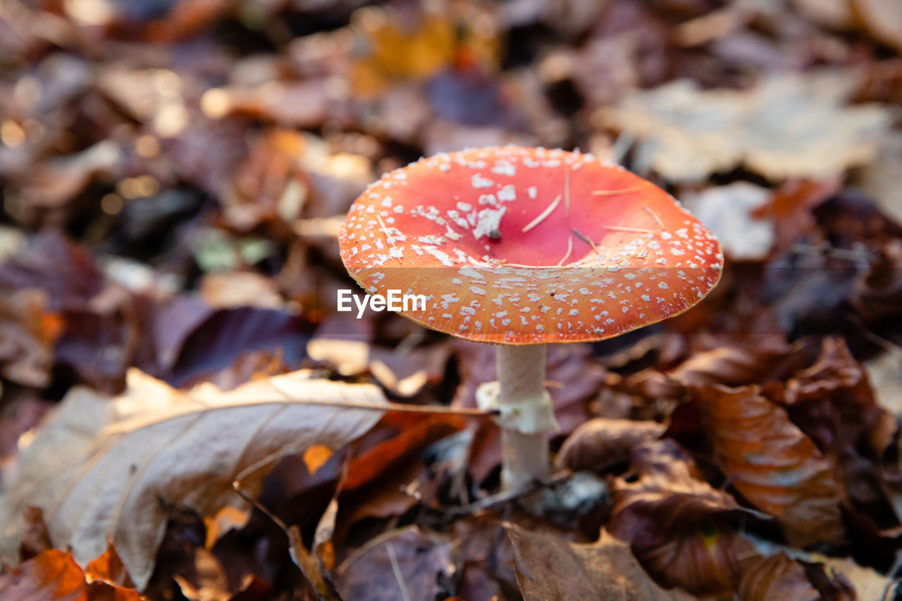 CLOSE-UP OF MUSHROOM ON FIELD