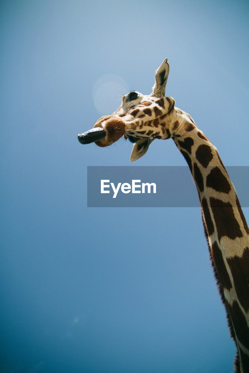 Giraffe neck against clear sky