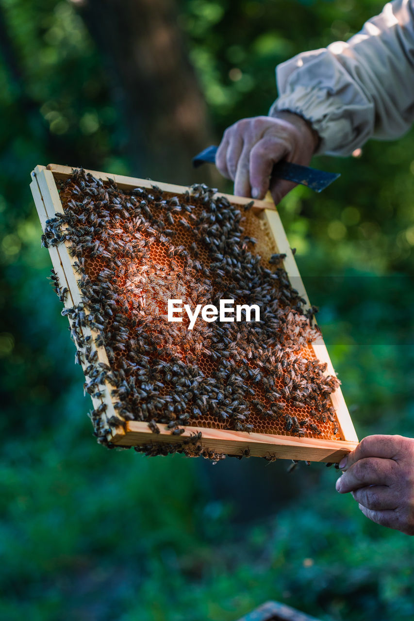 Beekeeper working in apiary, drawing out the honeycomb with bees and honey on it from a hive