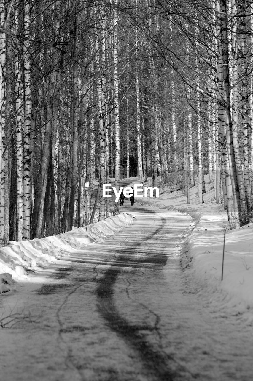 ROAD AMIDST TREES DURING WINTER