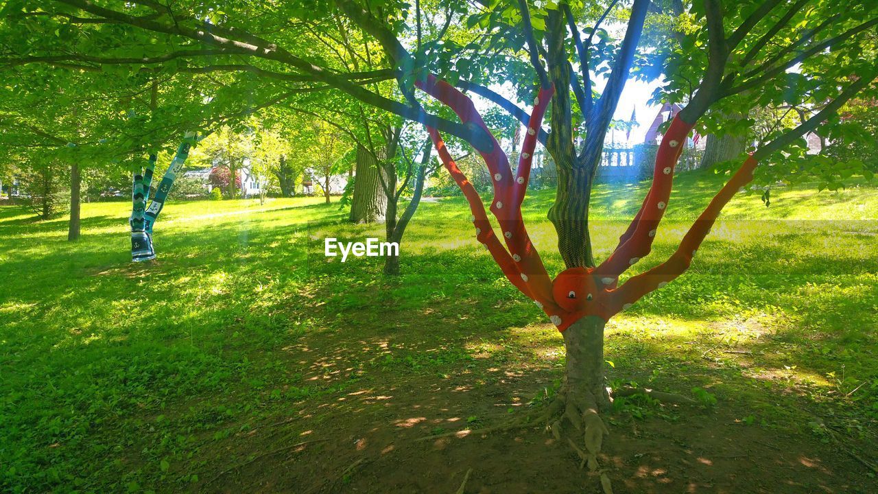 TREES ON GRASSY FIELD IN PARK