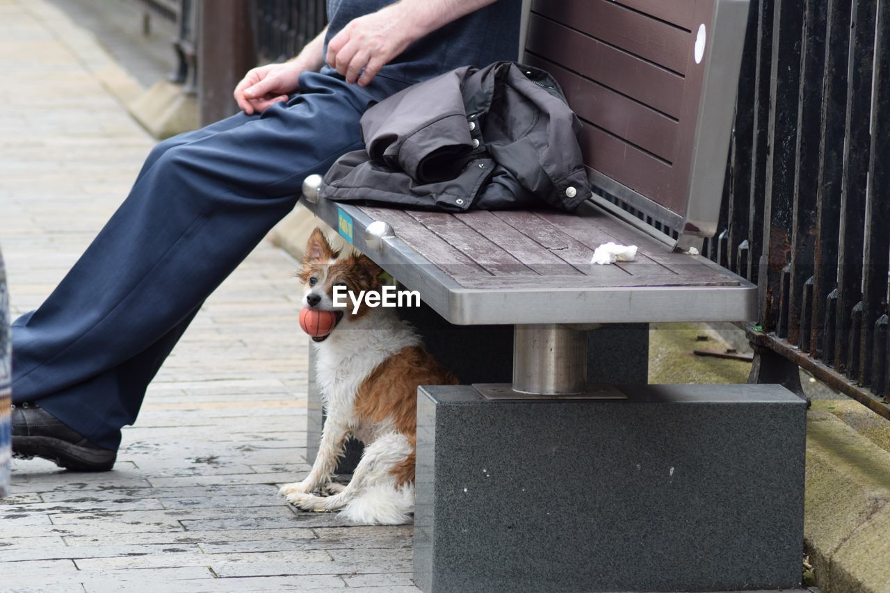 Low section of man sitting on bench by dog