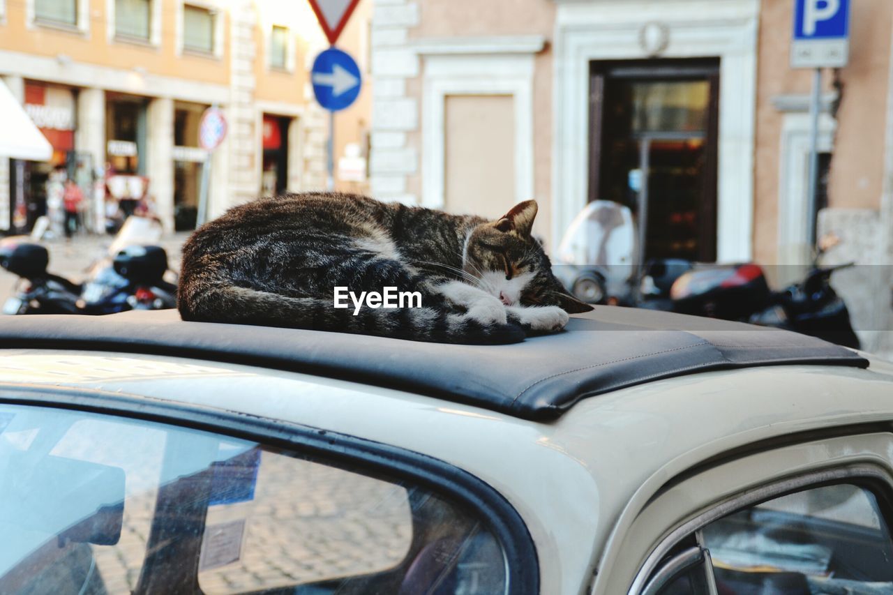 Close-up of cat sleeping on car